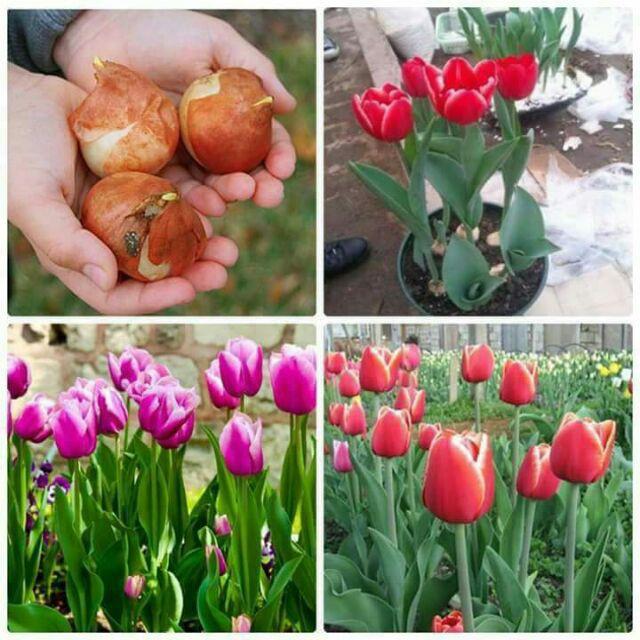 Combo 5 củ giống hoa tulip-củ giống - CTL