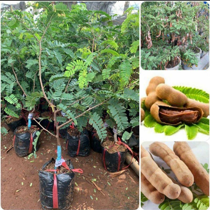 Cây Me thái giống TỐT