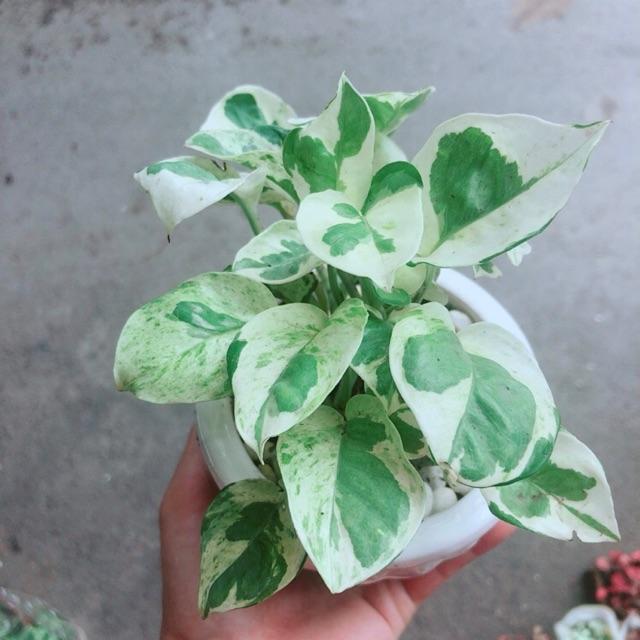 Chậu Cây Trầu Bà Sữa