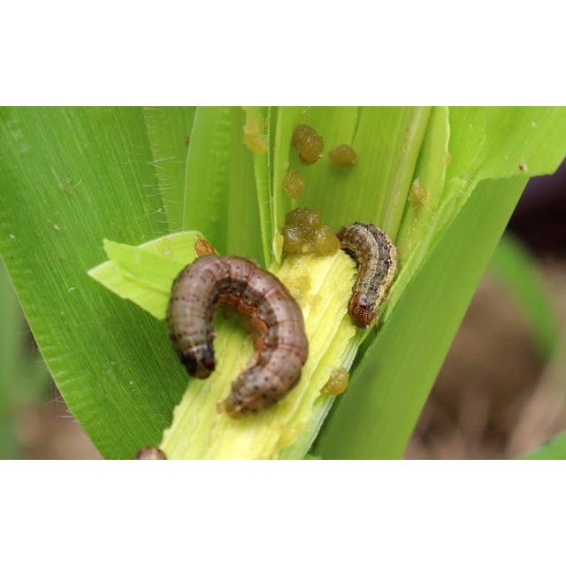 Chế phẩm trừ sâu sinh học Bio-B gói 30g - gói màu đen, hiệu quả tức thì