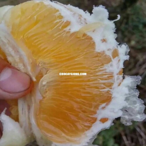 BƯỞI SIÊU NGỌT
