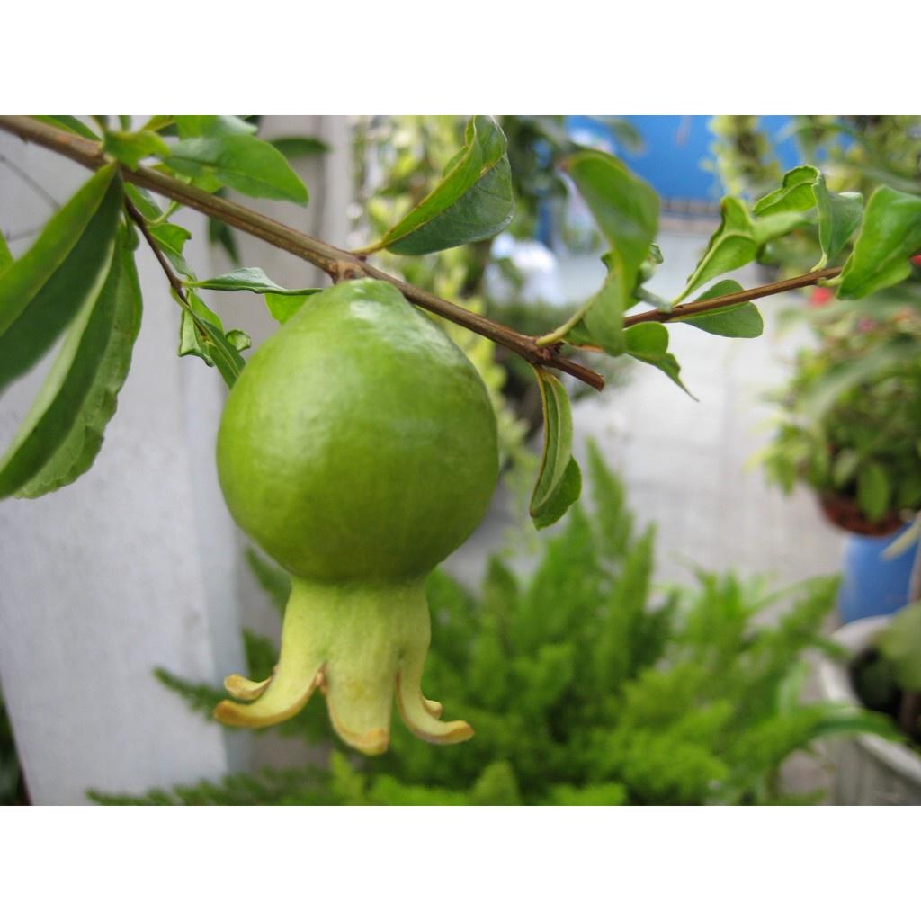 Cây giống Lựu Trắng