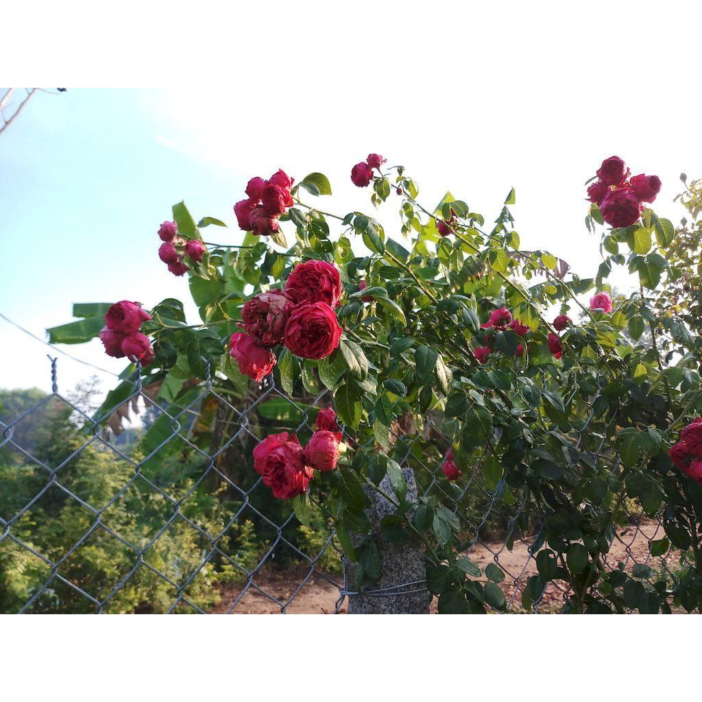 Hoa Hồng Ngoại REDEDEN- bầu to cây trưởng thành
