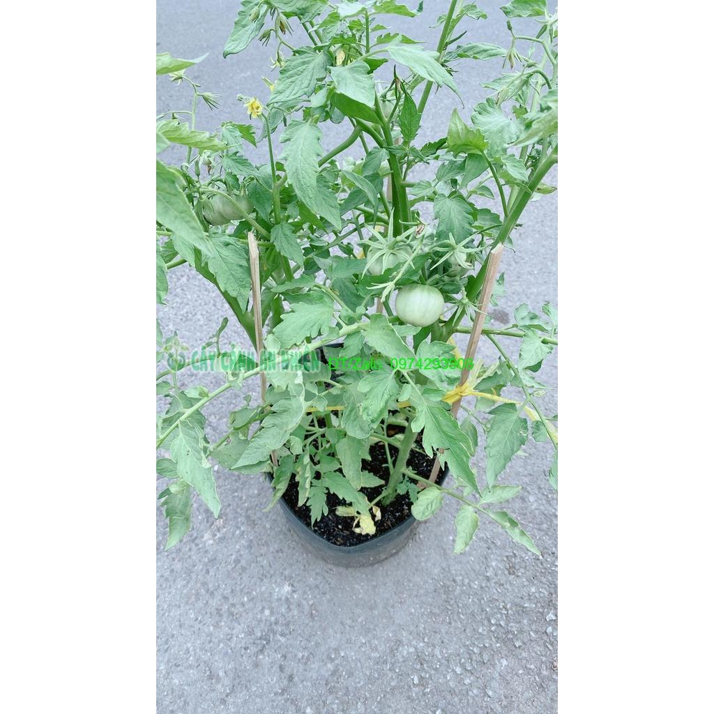 Cây Cà Chua Trái Tròn