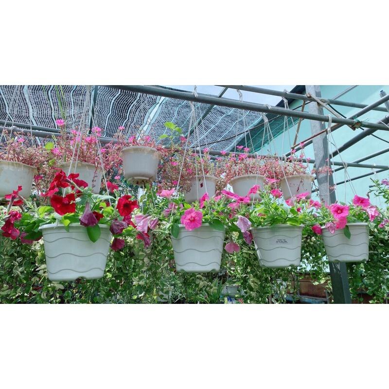 Chậu Dạ Yến Thảo