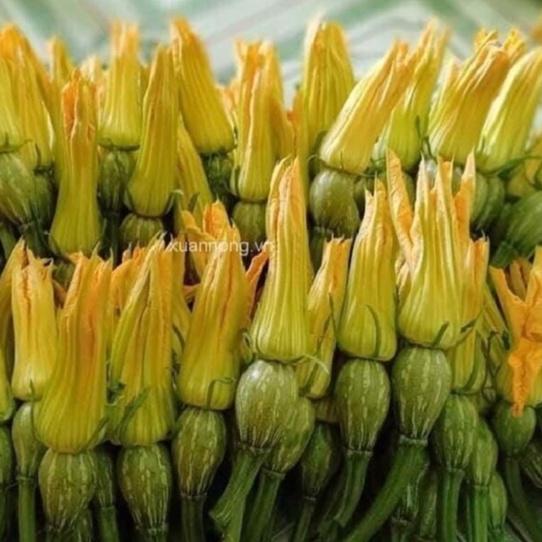 Hạt giống bí siêu nụ lai F1,Bí đậu ăn non-gói 10 hạt-tặng kèm gói phân bón lót