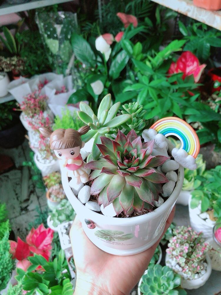 Chậu Sen Đá Tiểu Cảnh