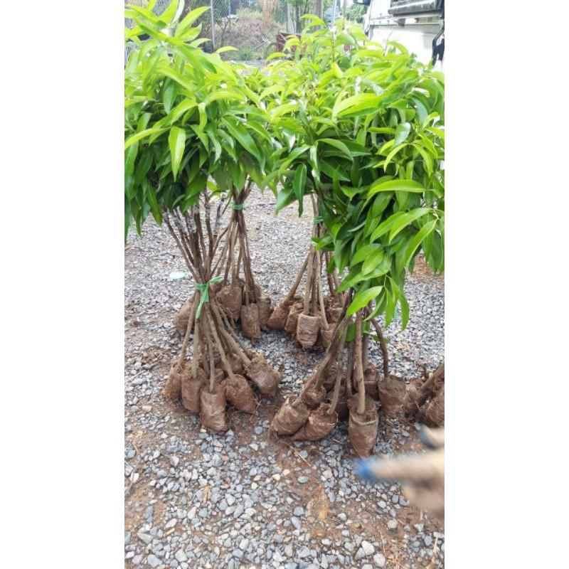 CÂY GIỐNG VẢI LỤC NGẠN
