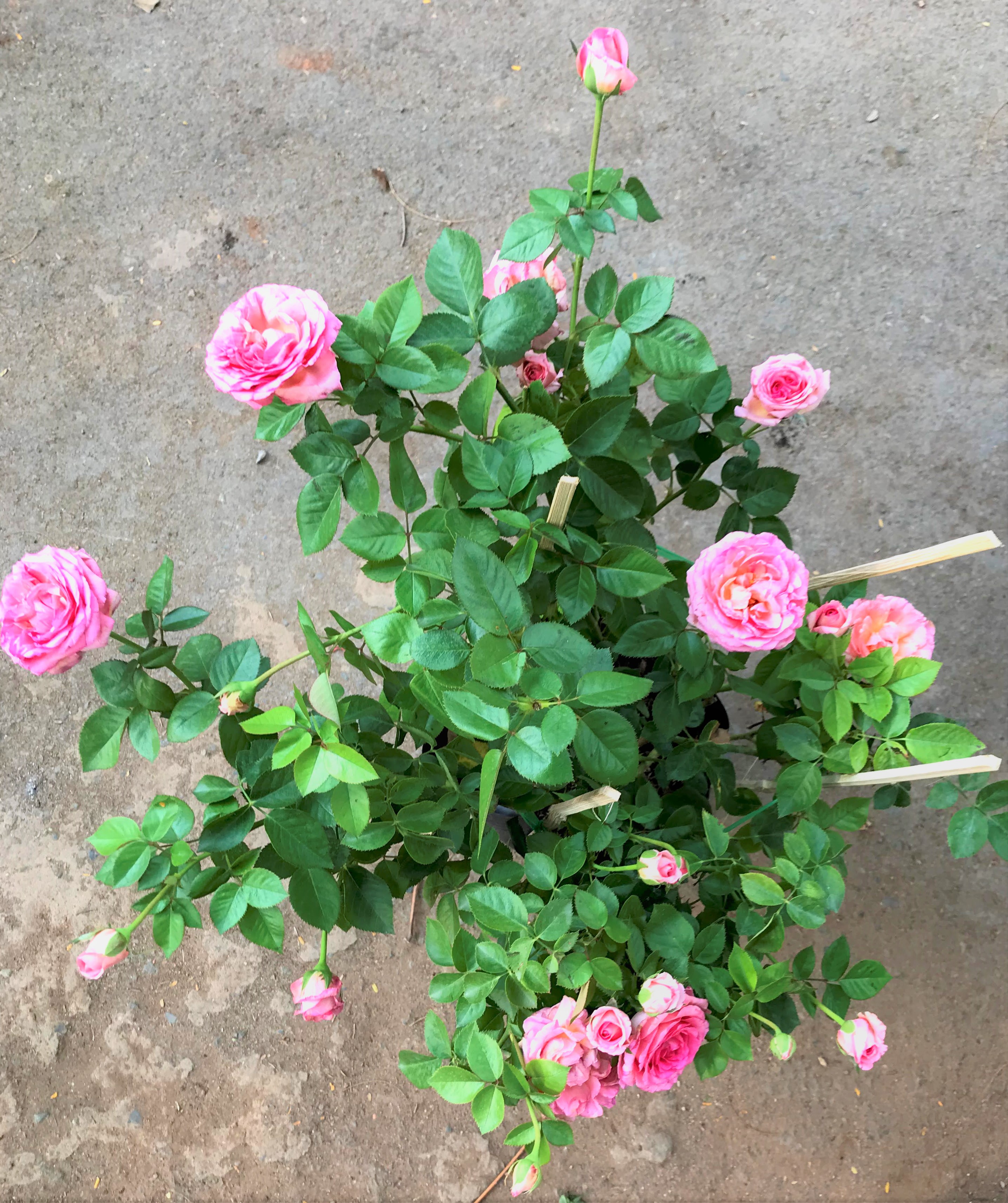 Chậu cây hoa hồng ngoại triệu đô HN5 trồng nơi có nhiều nắng