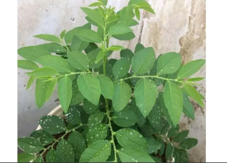 Hạt giống rau ngót Việt HN gói 1gr