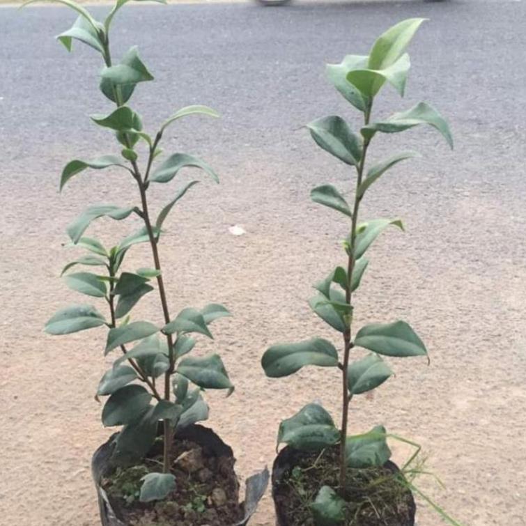 Cây giống hoa trà my cao 40cm