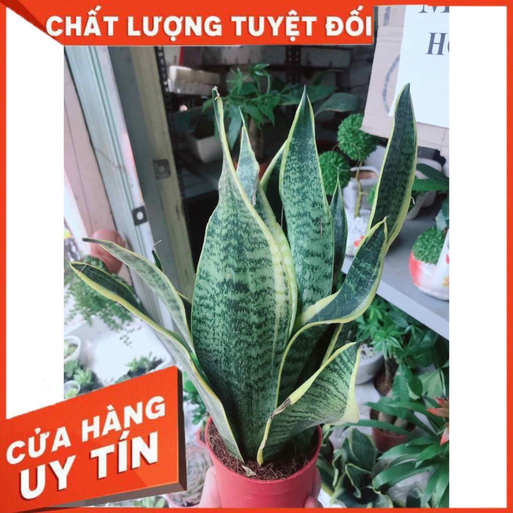 Chậu lưỡi hổ  Nhiều Người Mua