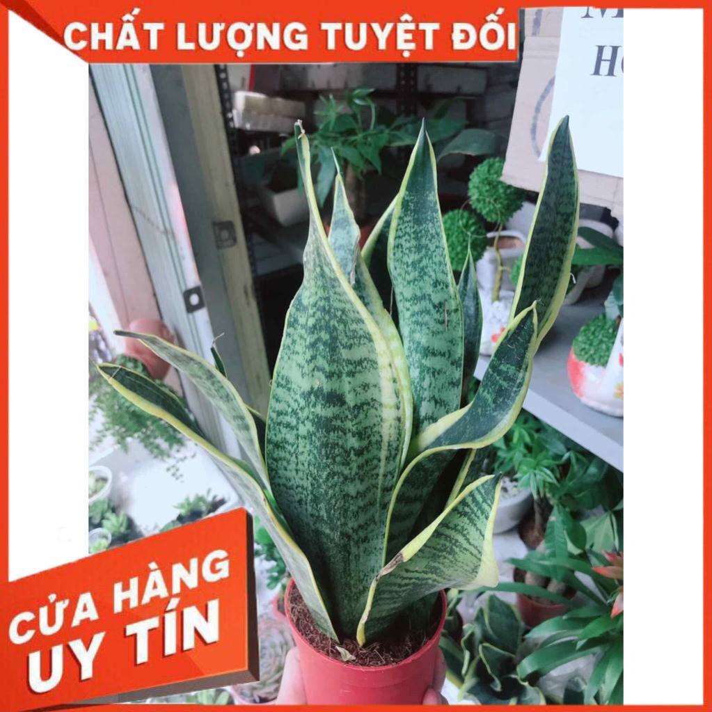 Chậu lưỡi hổ Nhiều Người Mua