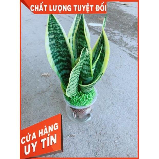 Chậu Lưỡi Hổ Thuỷ Sinh