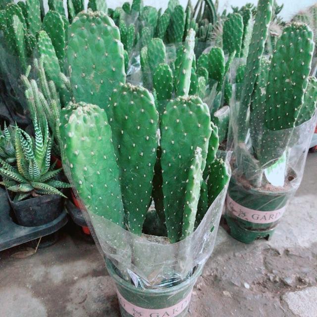 Chậu Xương Rồng Bụi