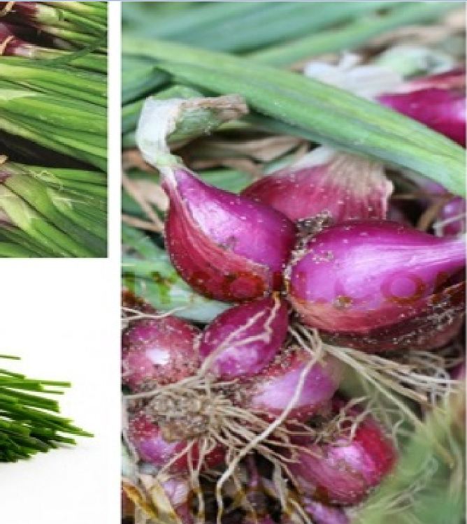 Combo 2 gói Hạt giống hành gốc tím F1 -gói 2gram/tặng kèm gói phân bón lót