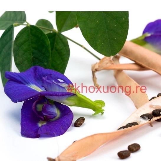 Hạt Giống Hoa Đậu Biếc, Hoa Đậu Tím, Hoa Bông Tím F1 (Hạt giống tốt nãy mầm 95% - túi 20 hạt)