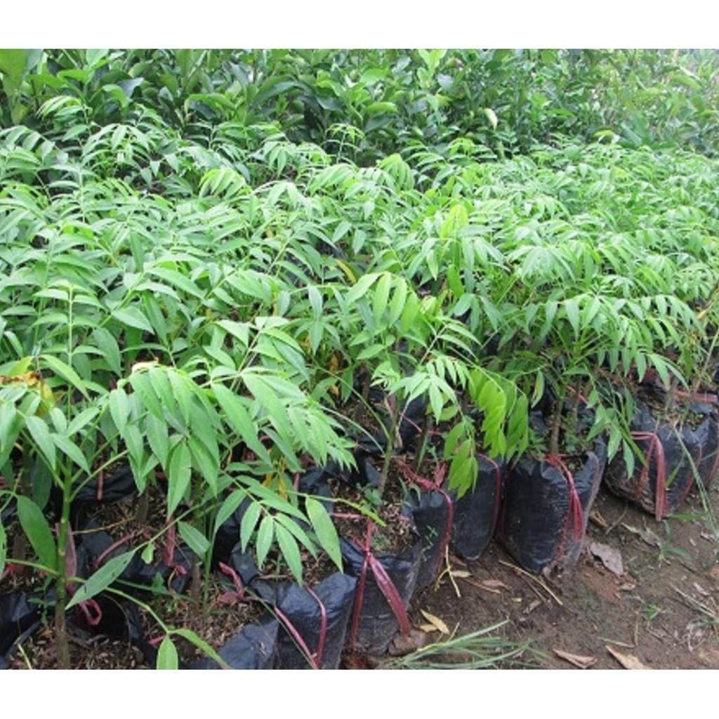 COMBO 2 cây CÓC THÁI siêu quả - hàng cây giống F1