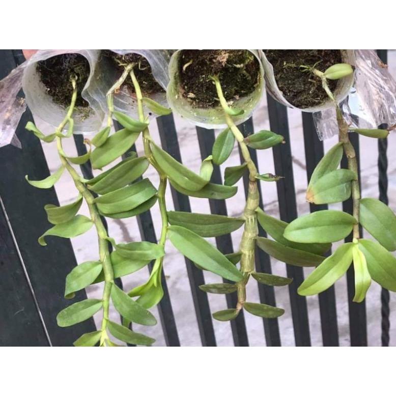 Dã hạc hồng ngọc thiên sứ