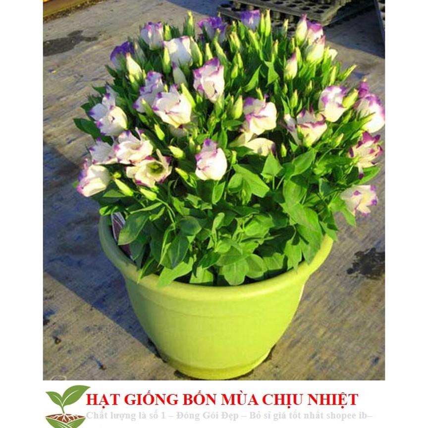 Gói 100 Hạt Giống Hoa Cát Tường - Mix Màu ĐẾN MÙA TRỒNG TẾT