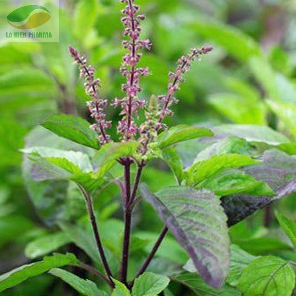 Hạt Giống Cây Hương Nhu Tía KNS3702 - Gói 0.2gram