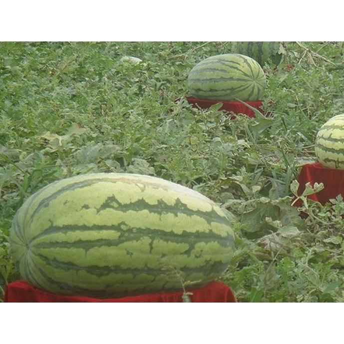 Hạt Giống Dưa Hấu F1 Khổng Lồ KNS3346 - Gói 10 hạt