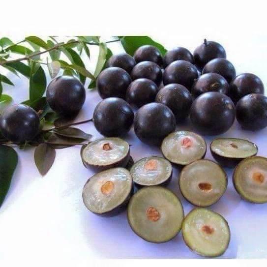 Cây giống nho thân gỗ tư quý 4 mùa
