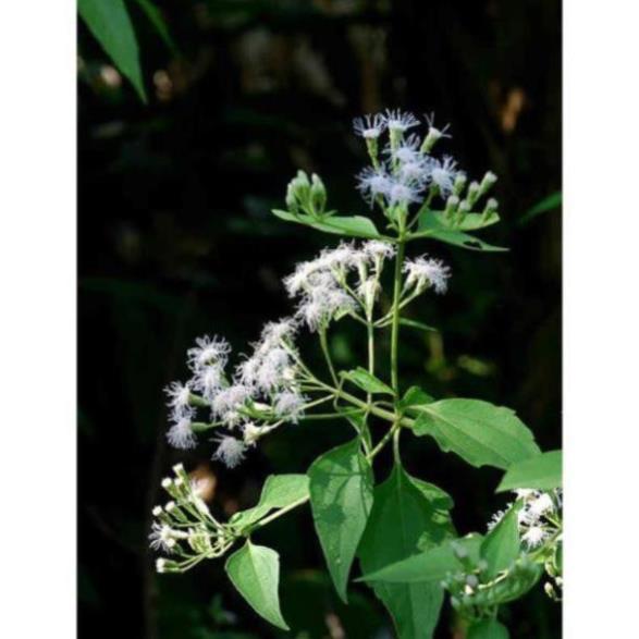 100g cỏ Lào tươi