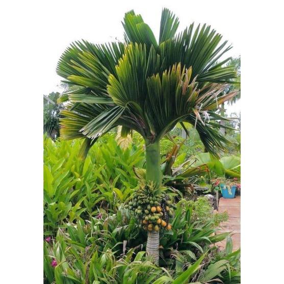 CÂY GIỐNG CAU LÙN