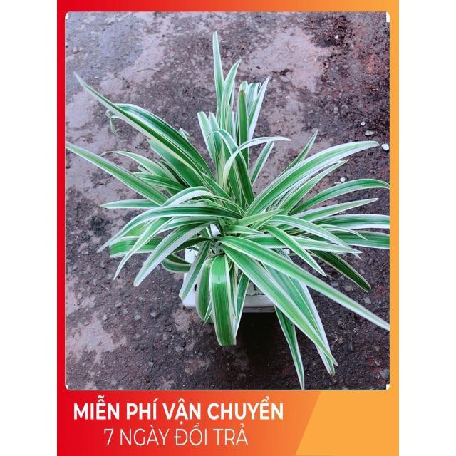 Chậu Lan Chi