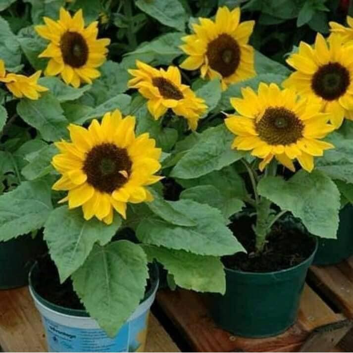 Gói 30 hạt giống hoa hướng dương lùn chuẩn giống f1 siêu đẹp hoa nở quanh năm