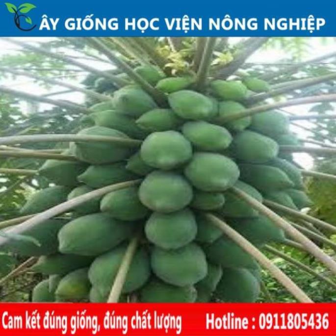 Sản phẩm Cây Ăn Trái cây giống đu đủ thái