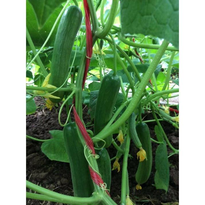 Hạt giống dưa chuột baby chùm KNS3336 - Gói 10 hạt