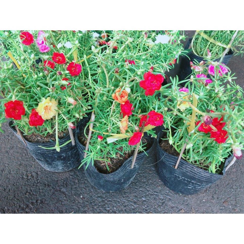 Hoa Mười Giờ Đẹp