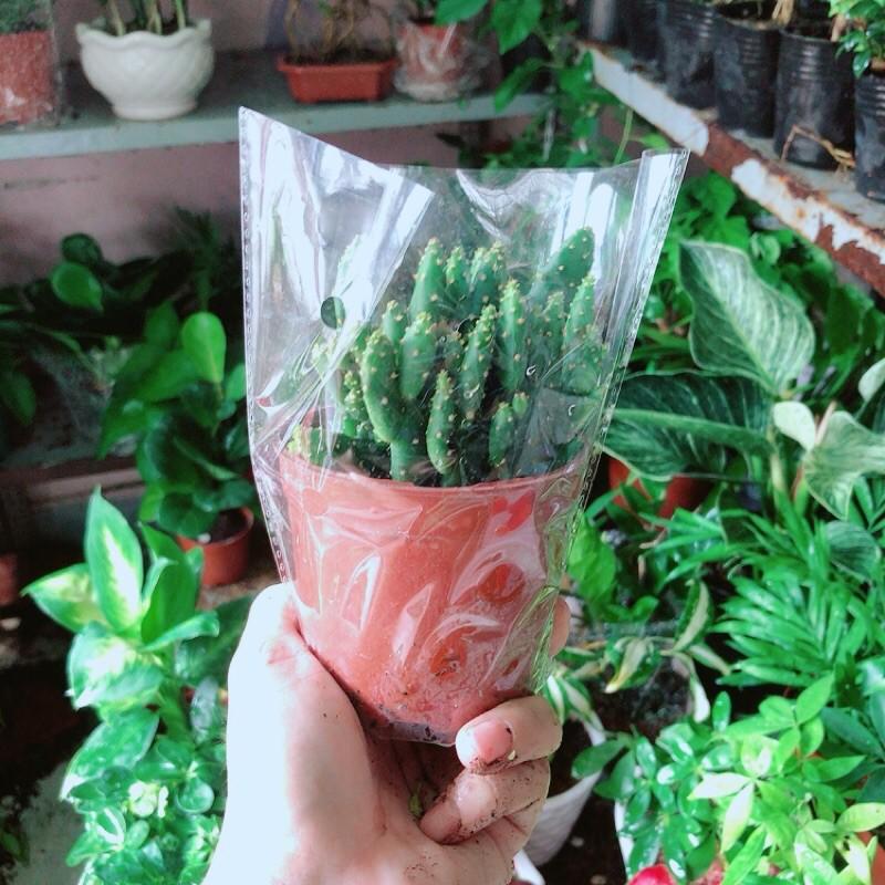 Xương Rồng Bụi