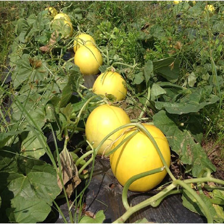 Hạt giống dưa kim cô nương Siêu Ngọt 10 hạt/gói