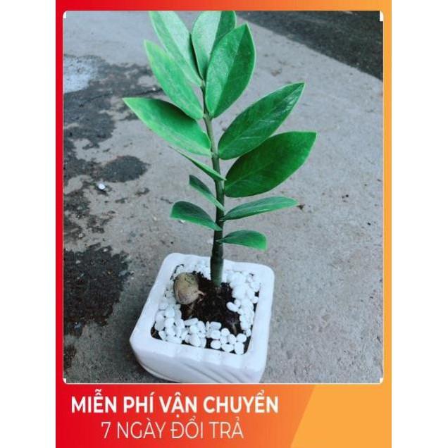 Chậu Kim Tiền Thái