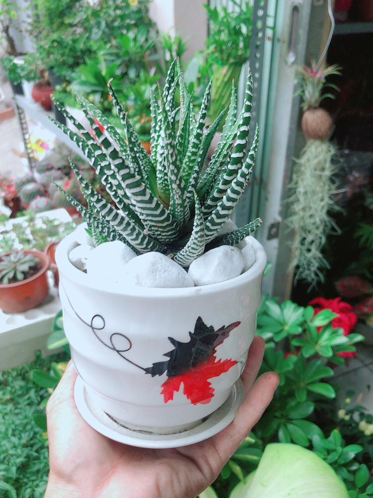 Chậu Cây Xương Rồng May Mắn