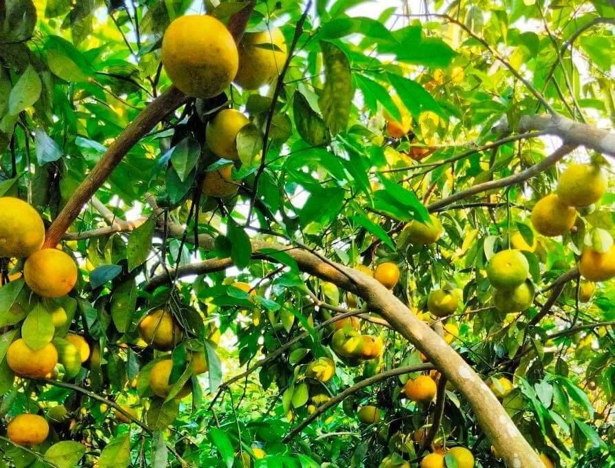CÂY GIỐNG QUÝT ĐƯỜNG ÔN CHÂU