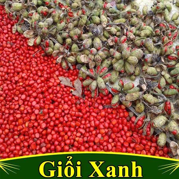 CÂY DỔI XANH-CÂY GIỐNG