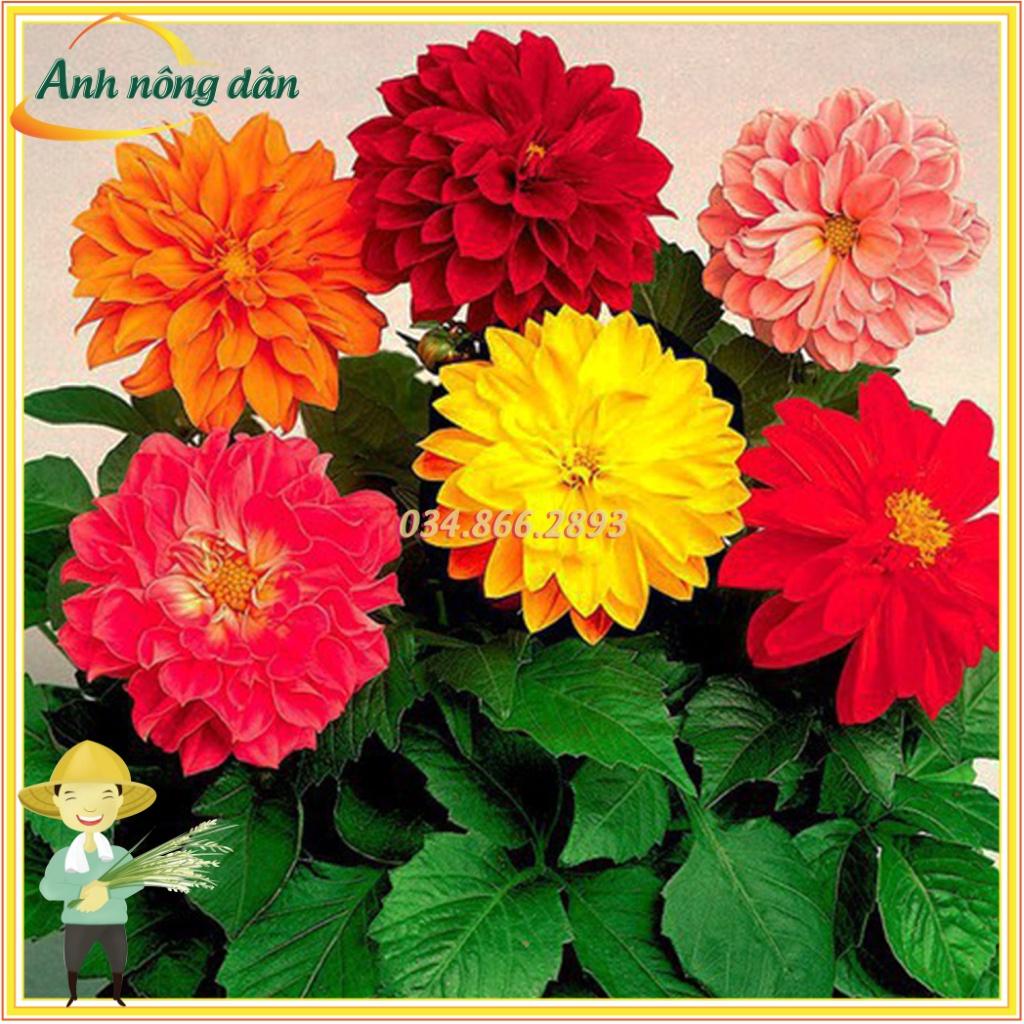 Gói 30 Hạt giống hoa thược dược lùn mix màu ngẫu nhiên - dễ trồng, hoa nở đồng đều