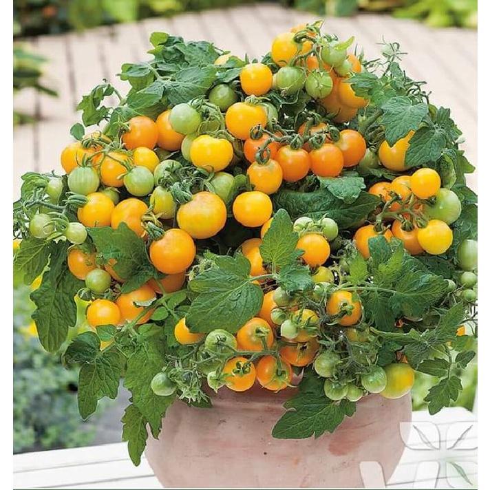 Combo 4 gói hạt giống cà chua các loại-gói 20 hạt-tặng kèm gói phân bón lót
