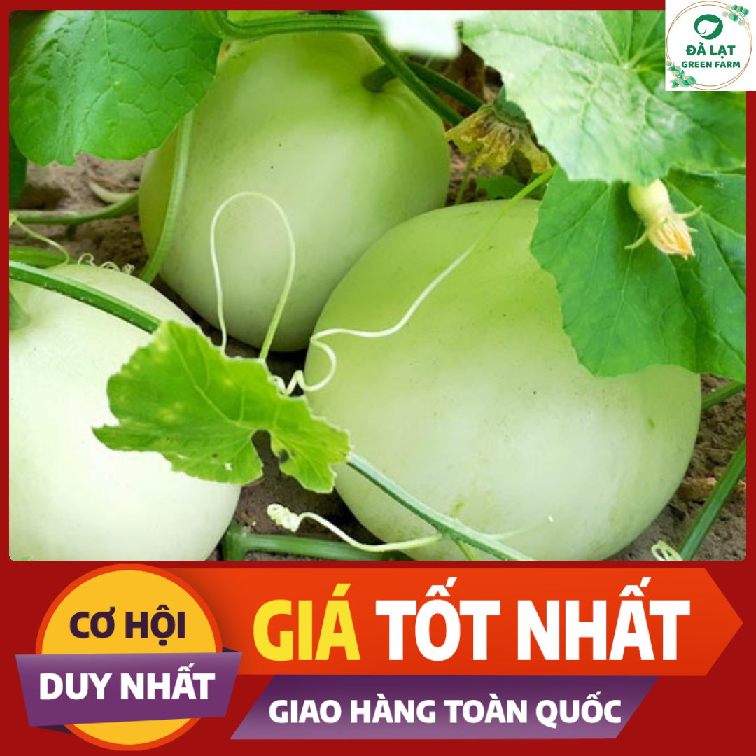 15H - HẠT GIỐNG DƯA LÊ SIÊU NGỌT