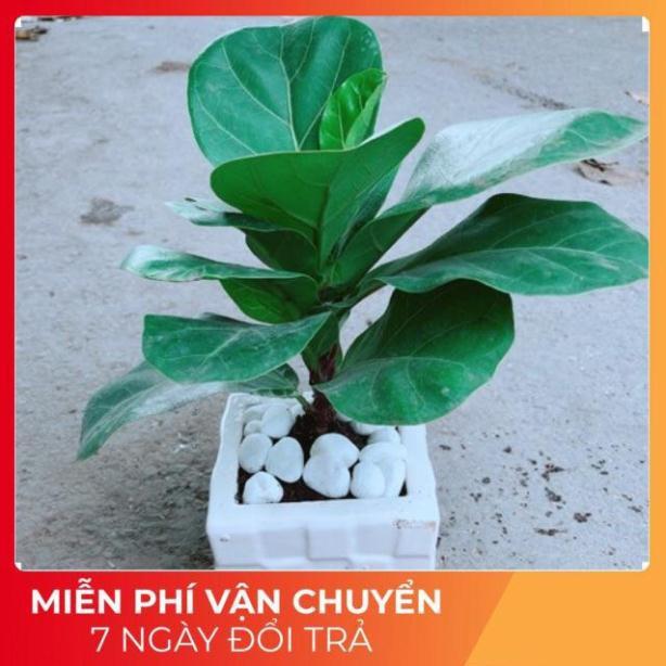 Chậu Bàng Singapore