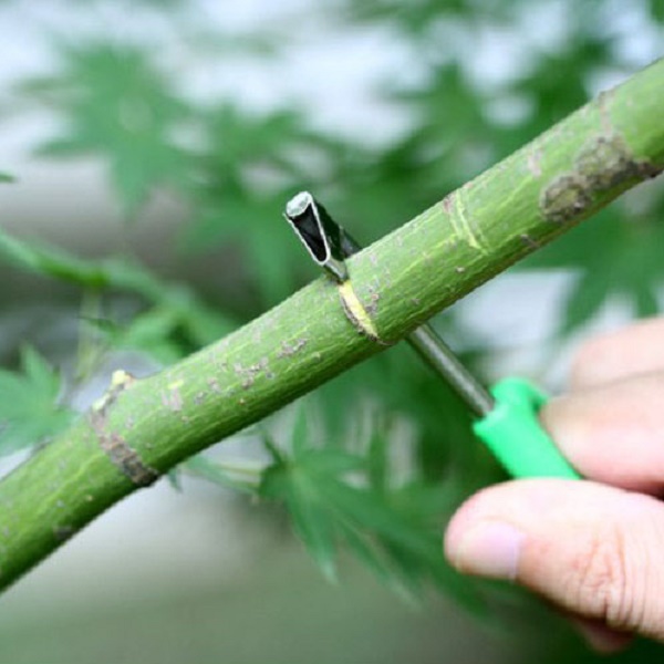 Dụng cụ khoanh vỏ xử lý ra hoa xỏ ngón tay lưỡi 3mm