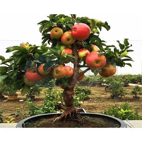Hạt giống táo lùn đỏ Mỹ