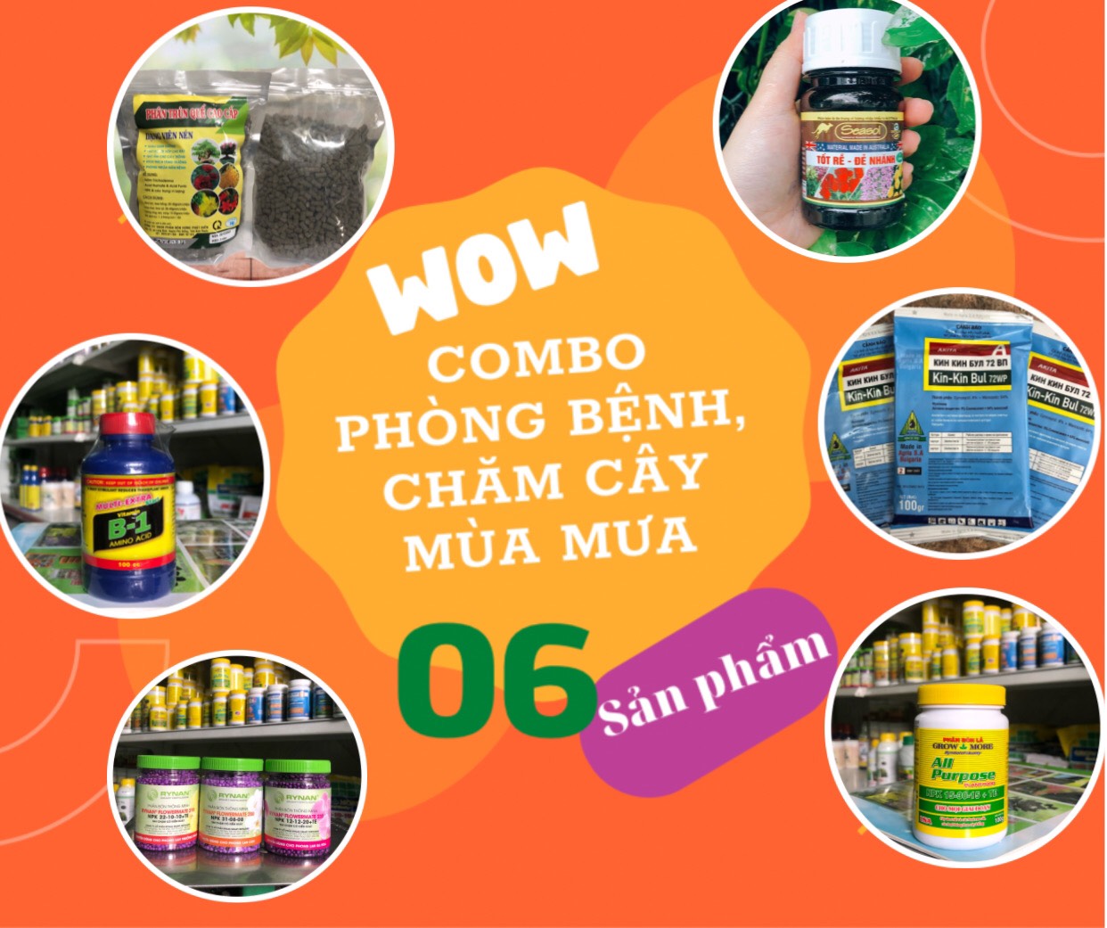 COMBO MÙA MƯA “ĐÁNH BAY” NỖI LO CHO CÂY
