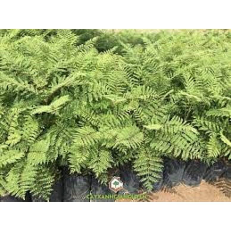 CÂY GIỐNG HOA PHƯỢNG ĐỎ - HOA ĐẸP BỀN