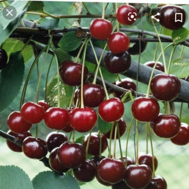 Cherry Mỹ Nhiệt Đới (Cao 90cm)