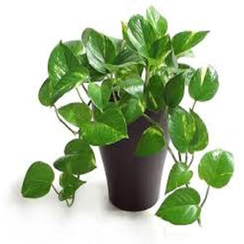 CÂY VẠN NIÊN THANH CÂY LỚN HÀNG GỬI ĐI NGUYÊN CHẬU
